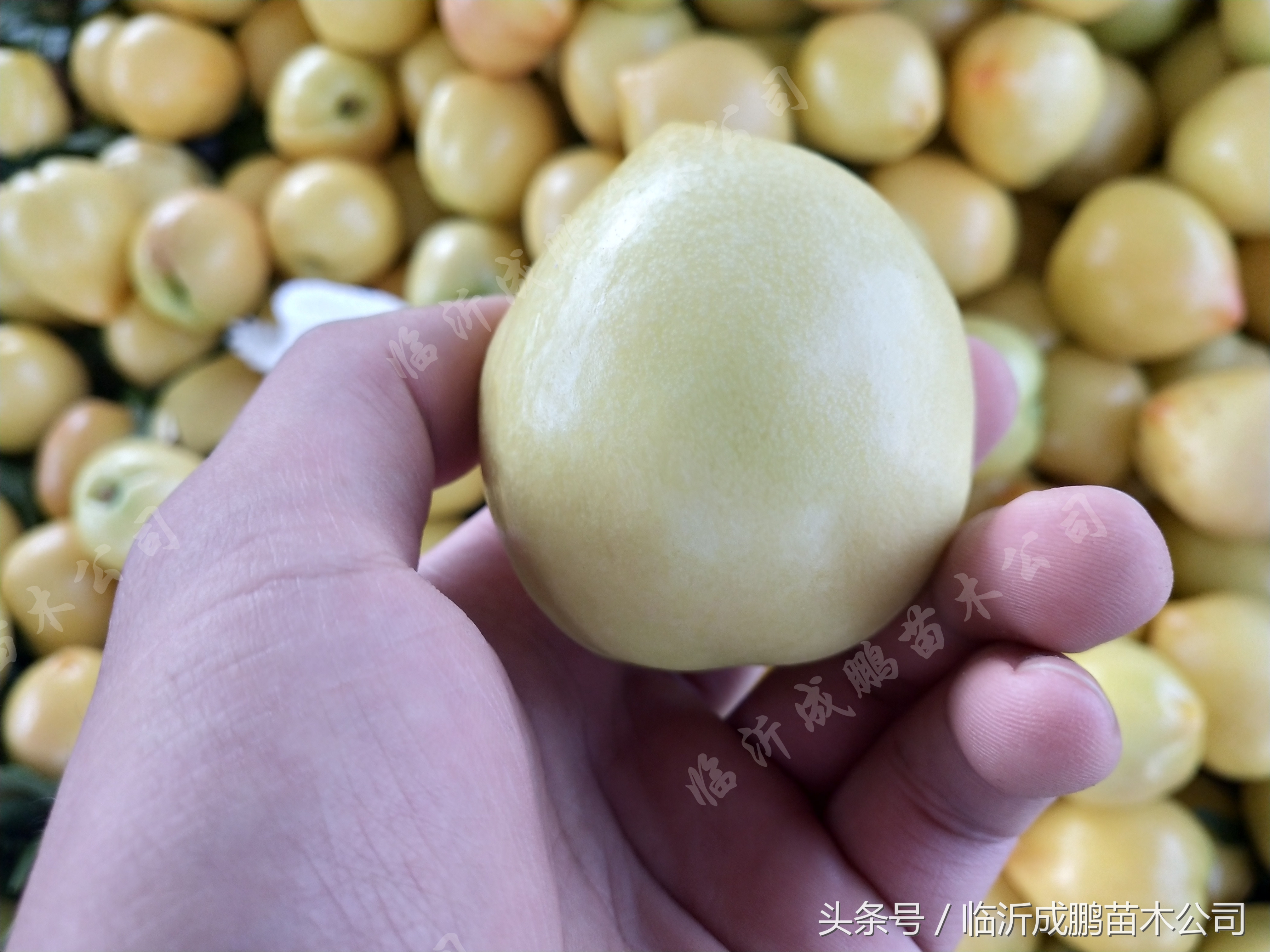 中油19号油桃苗价格,中油19桃苗批发价格