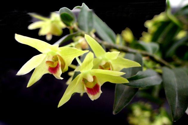 石斛的养殖方法和注意事项,水晶石斛和泼墨石斛哪个好养