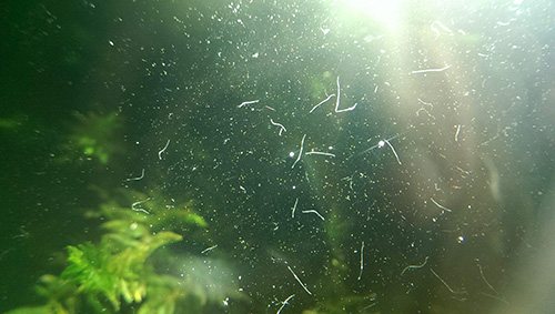 鱼缸爆发蛋白虫和溅水藻怎么办,鱼缸爆发蛋白虫怎么办