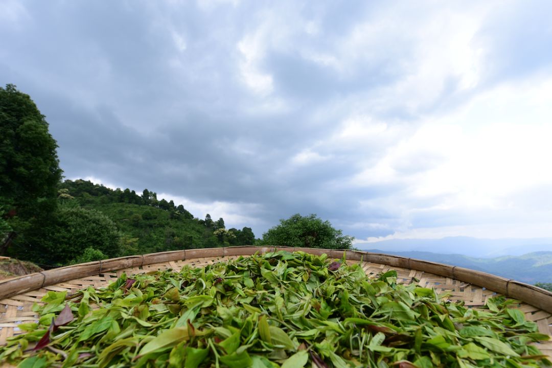 他找来浙大团队，用茶研发洗护用品，成了日本人都在代购的新国货