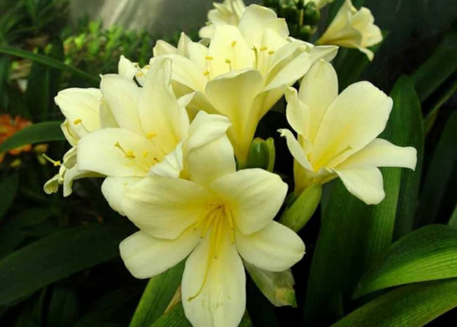 啤酒养花要兑水吗,啤酒养花好不好