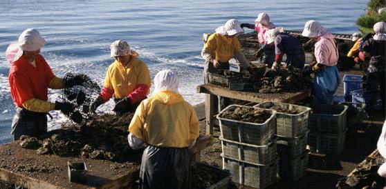 御木本是一线品牌吗,御木本经典产品