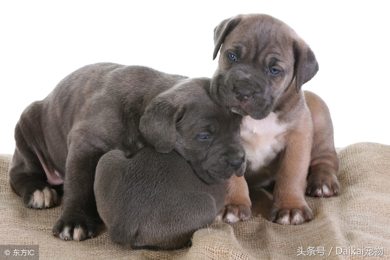 卡斯罗5个月吐拉稀站不起来,卡斯罗三个月突然食欲不好