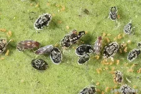 柑橘常见虫害图片大全,柑橘虫害图谱大全来了建议收藏