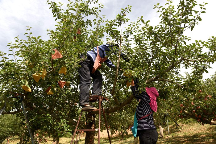 山东给苹果套袋,吉县苹果套袋