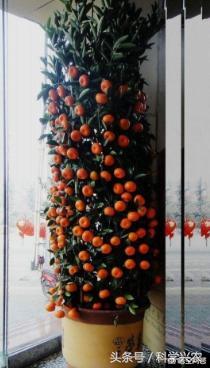 橘子树的养护方式,橘子如何保花保果