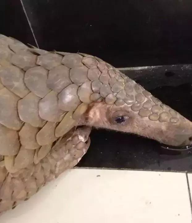 海外代购的荒唐陷阱,最可怕的代购骗局