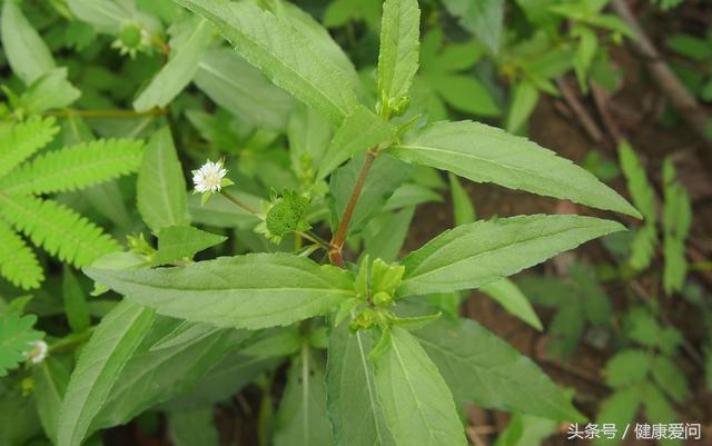 每日一味中药墨旱莲,每日学一味中药牛膝