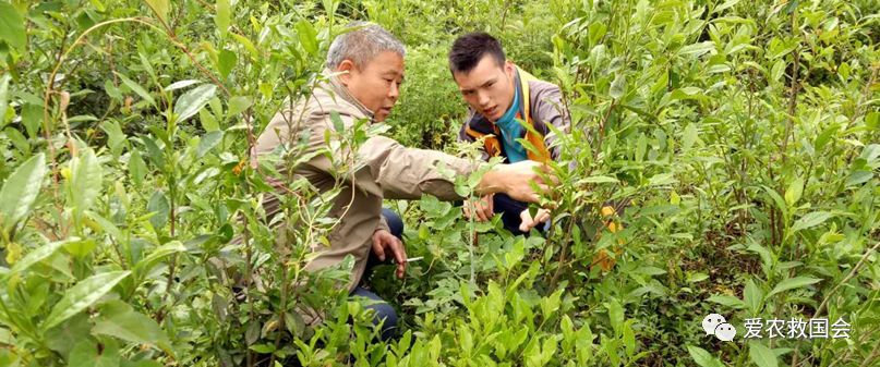 商机处理基本步骤,白叶茶培育