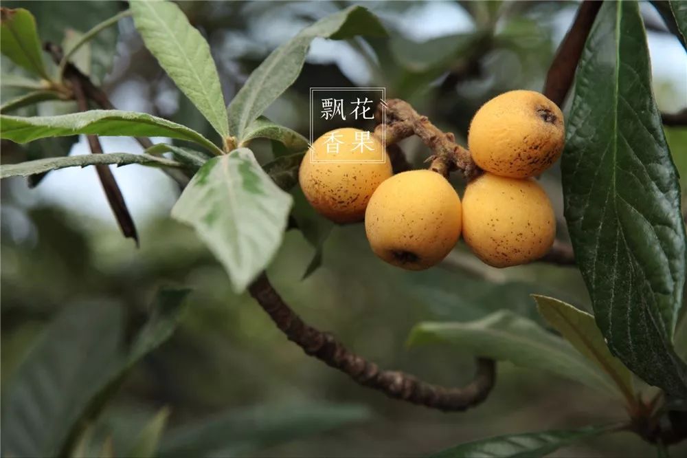 糖度28度,全世界最甜的枇杷