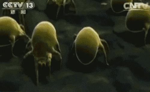 「跟More妈买买买」亲测好用！全家都需要的好席子~抗菌防螨的天然3D藤席