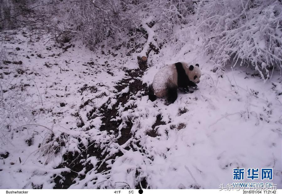 对野生大熊猫的保护,野生大熊猫保护好消息