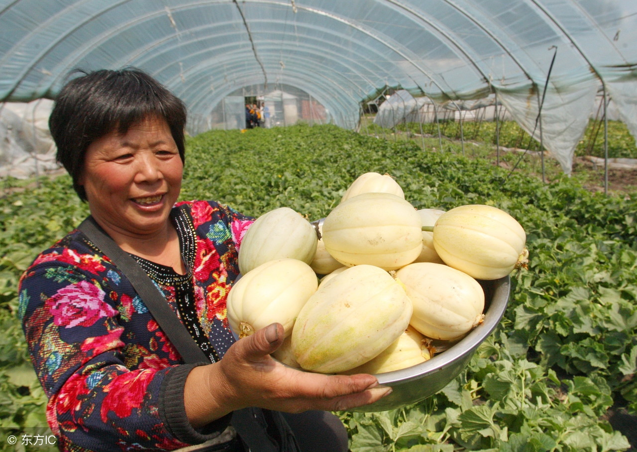 老菜农偷偷告诉我种植技巧,老农种植西瓜