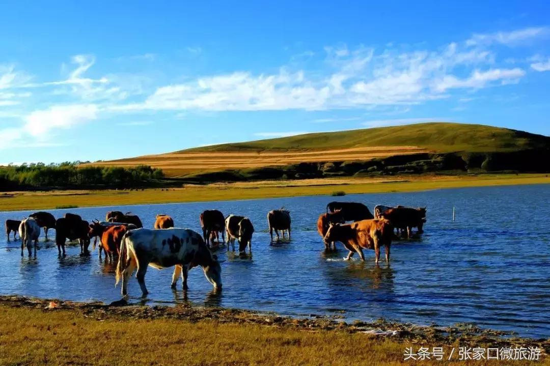 张家口避暑好去处推荐,张家口夏日旅游推荐