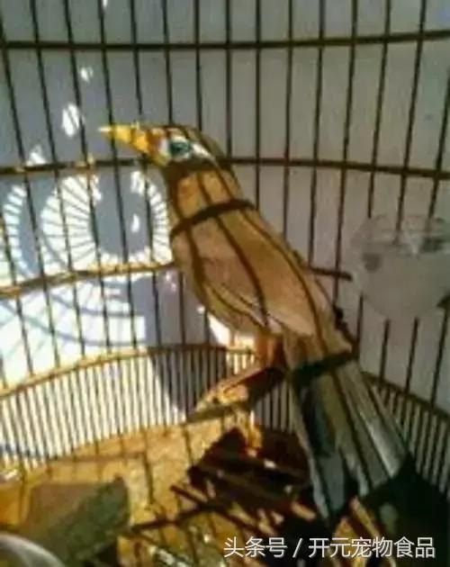 极品画眉鸟头型显示大图,极品画眉斗鸟选择