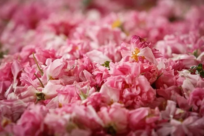 玫瑰之国指的是哪个国家,玫瑰之国保加利亚图画