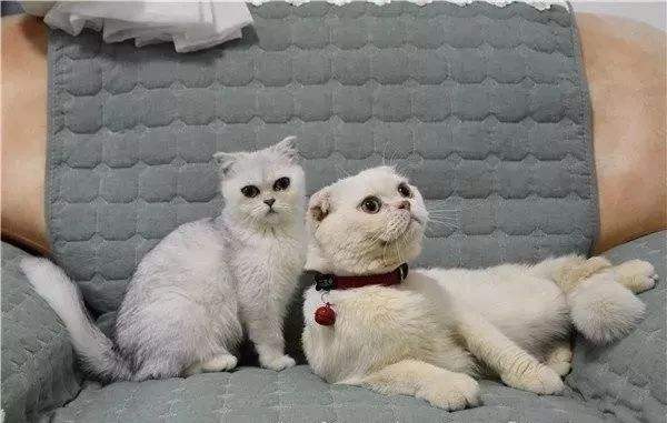 网红刘二豆和刘瓜子,会说话的刘二豆和瓜子battle