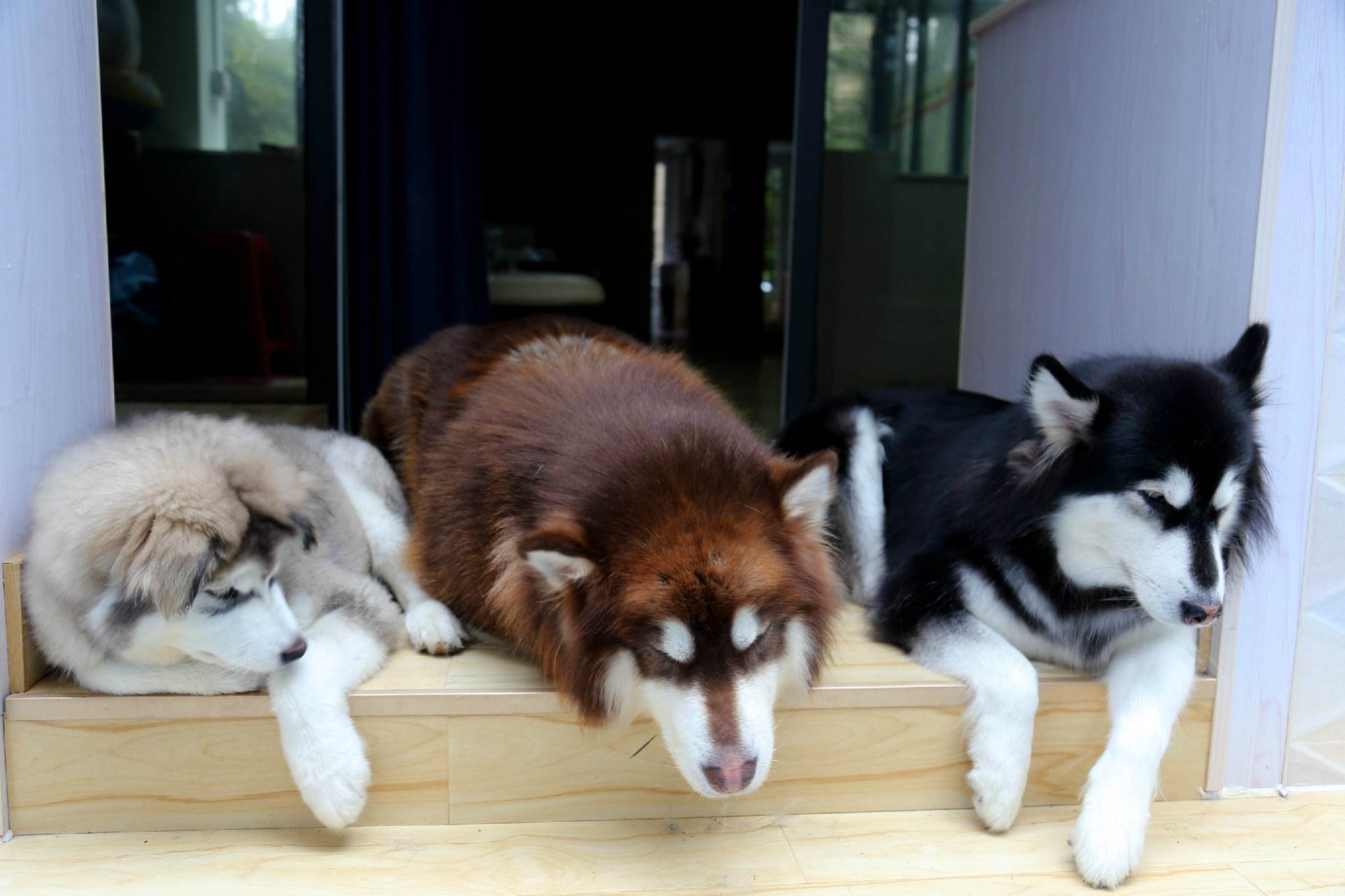 网红刘二豆和刘瓜子,会说话的刘二豆和瓜子battle