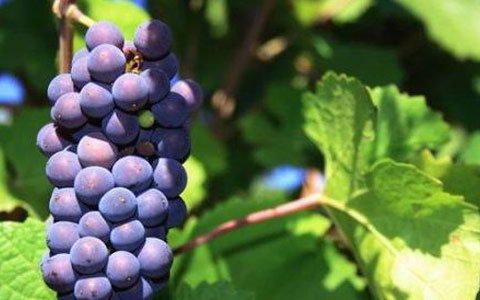 4种低调的德国葡萄酒,德国qba等级的葡萄酒