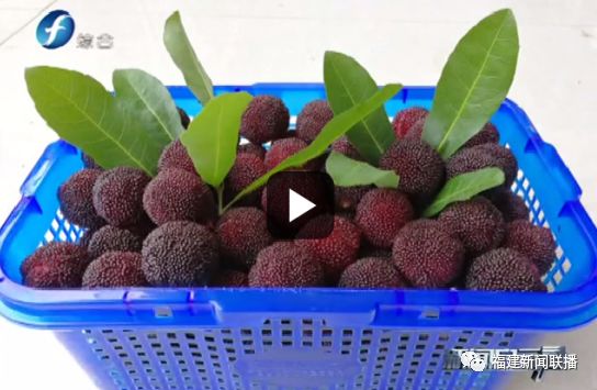 福建杨梅第一村是谁,福建杨梅和云南杨梅哪个好吃