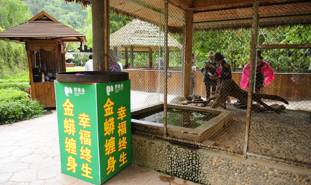 它被誉为“大胃王”，体重达447公斤，一次能吞下大自己10倍动物