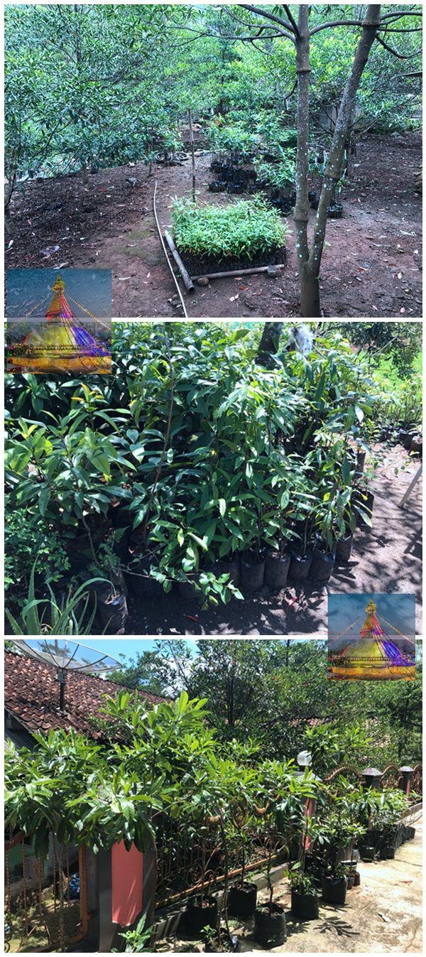 小金刚菩提价格如何判定,小金刚菩提瓣数