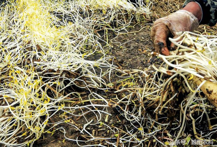 种芹菜一亩利润和成本分析,一亩地芹菜能赚多少