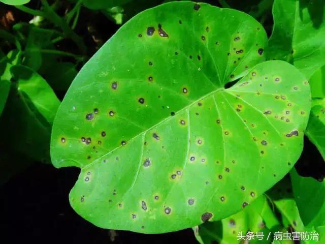 空心菜叶片出现黑斑土方法怎么治,空心菜最严重的病害是什么病