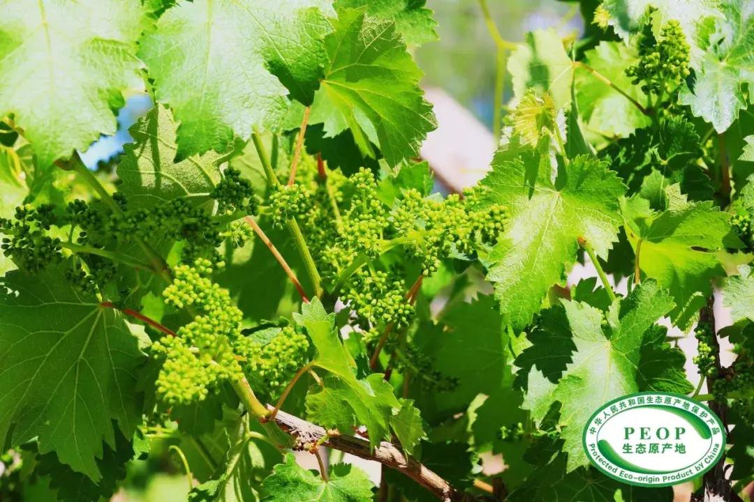 他用对葡园的爱拍出了这片人间仙境