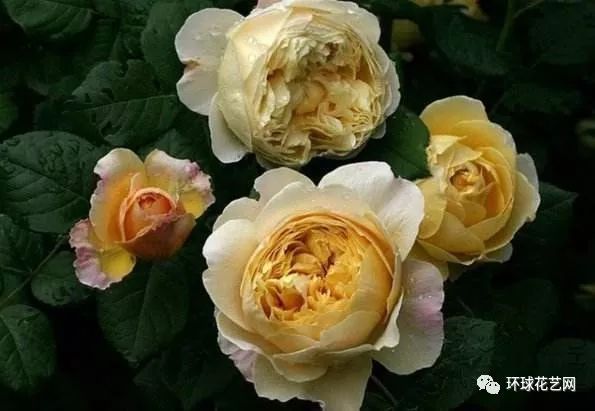 十大最稀有的玫瑰花品种图片,稀有玫瑰花品种大全图片