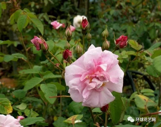 十大最稀有的玫瑰花品种图片,稀有玫瑰花品种大全图片
