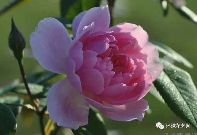 十大最稀有的玫瑰花品种图片,稀有玫瑰花品种大全图片