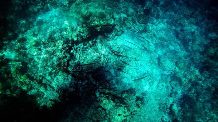 美娜多潜水圣地,印尼美娜多海豚潜水