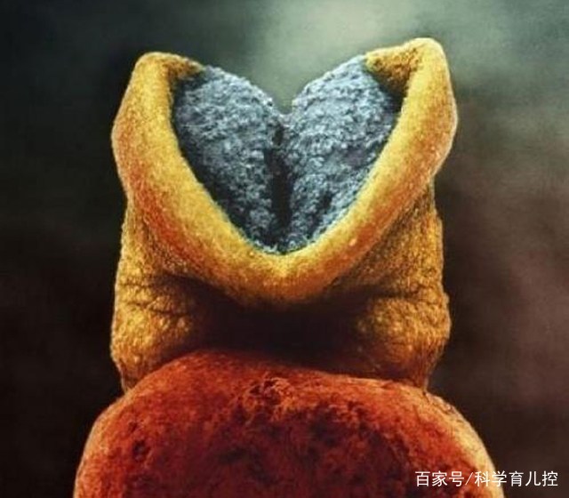 精子的产生全过程,精子从开始到最后的过程