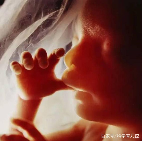 精子经过的四个过程,精子产生与吸收过程