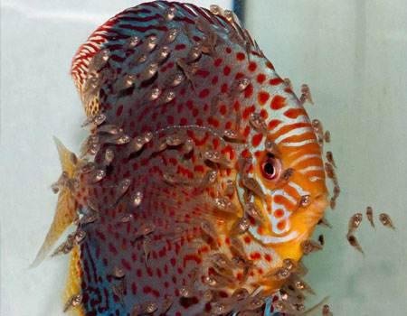 为什么你养的孔雀鱼不生仔,观赏鱼为什么不繁殖