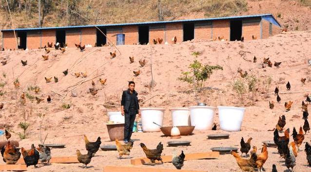 自己养的鸡无缘无故死了什么原因,家里养的鸡突然死亡能吃吗