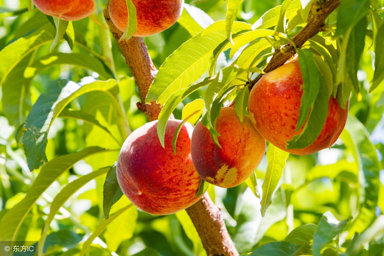 桃树打控旺药树叶发黄不旺怎么办,桃子还没熟就烂了怎么回事