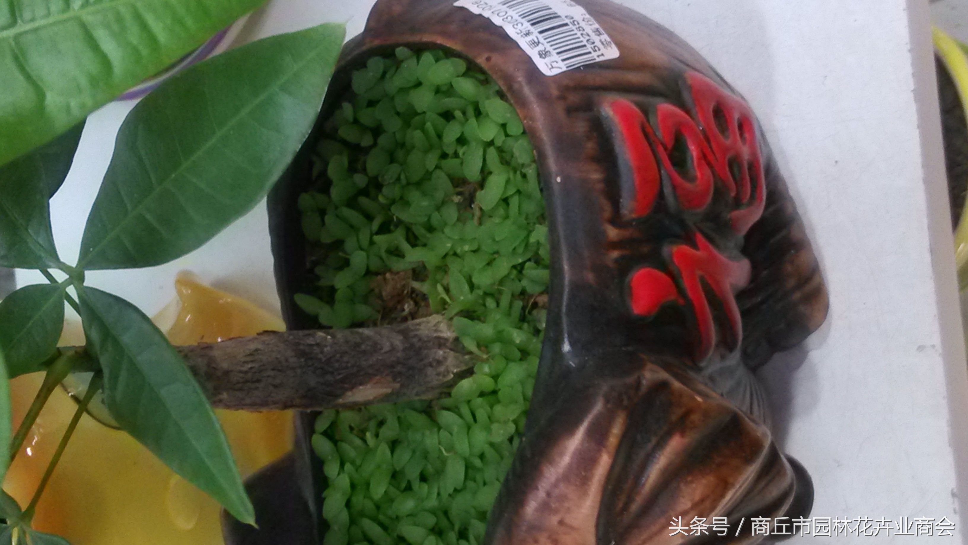 花盆里面的杂草可以拔吗,花盆底部长出根要不要剪掉