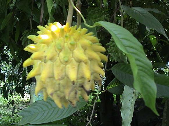 菲律宾特产有哪些值得买,菲律宾特产能带回中国吗