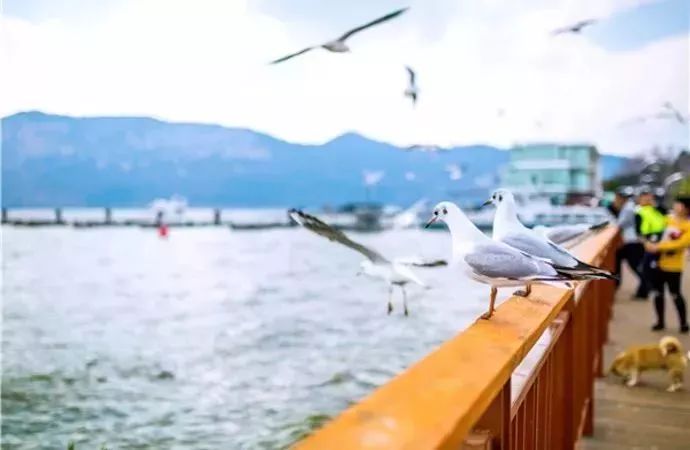 宝鸡到昆明的机票多少钱,宝鸡到昆明火车硬卧多少钱