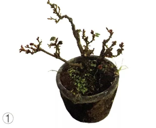 临水式月季盆景图片,最好养的月季盆景