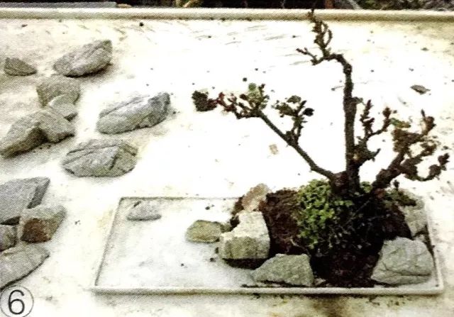 临水式月季盆景图片,最好养的月季盆景