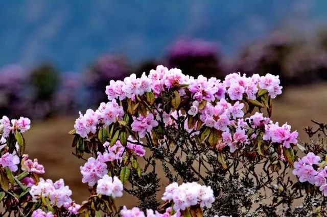 开启昆明新玩法，智慧游花都