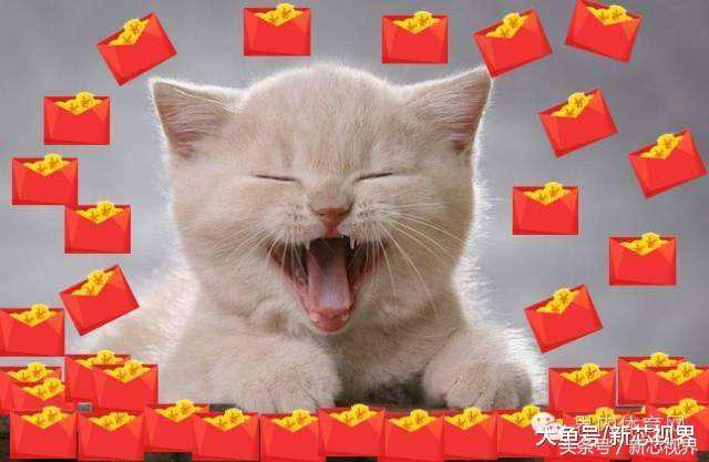 爱踢足球的猫,微笑的猫咪