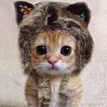 爱踢足球的猫,微笑的猫咪