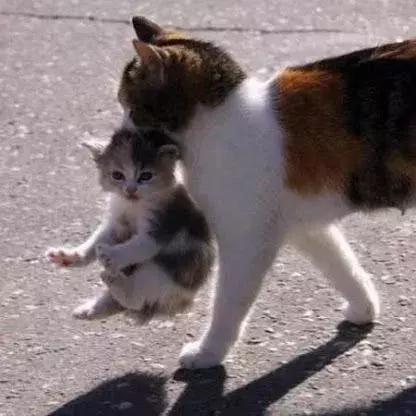 社群5月榜丨为什么掐住猫的后脖颈，它就动不了了？