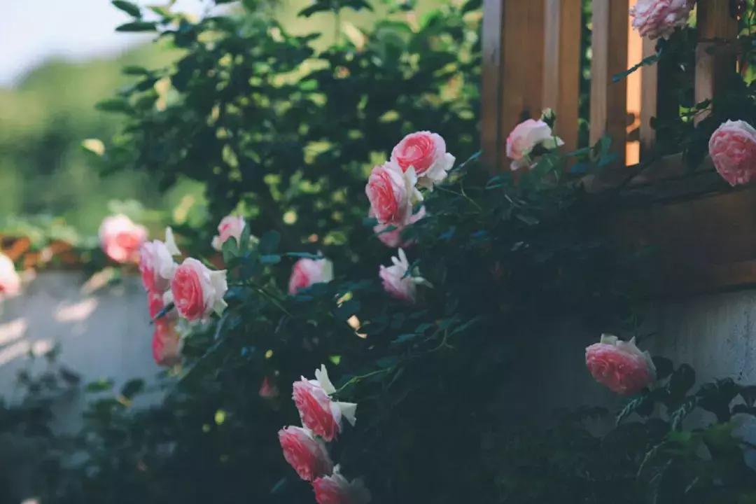 南京不老村，这个画得了插画、种得了花的萌大叔，亲自打造一个家