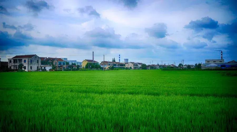 南京不老村，这个画得了插画、种得了花的萌大叔，亲自打造一个家