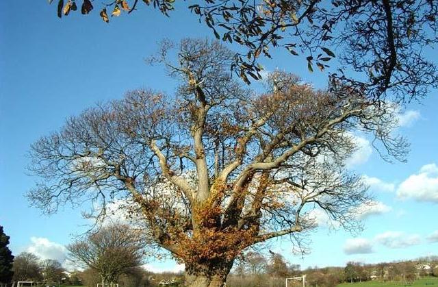 世界最奇葩吉尼斯纪录大全,世界最奇怪的吉尼斯纪录保持者